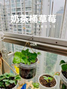 奶茶能浇花吗 奶茶适合浇花吗？