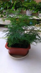 文竹能浇硫酸亚铁吗 文竹可以用硫酸亚铁来浇灌吗？