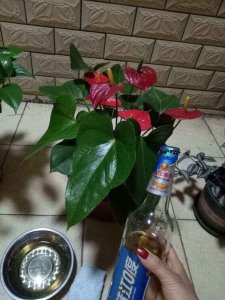 过期啤酒能浇花吗 过期啤酒可用于浇花吗？