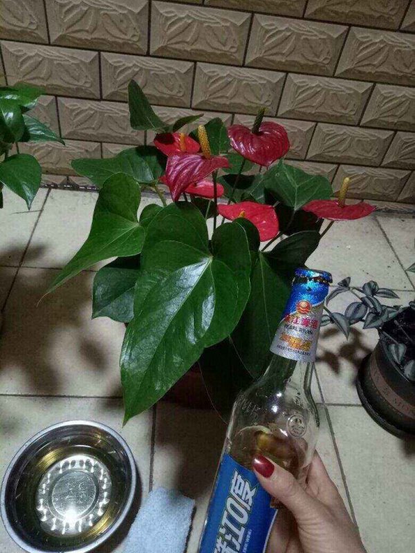过期啤酒能浇花吗