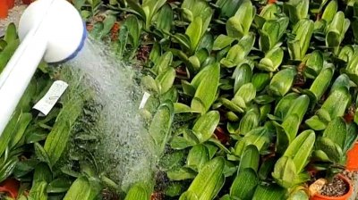 君子兰可以用茶水浇吗 君子兰适合使用茶水浇灌吗？