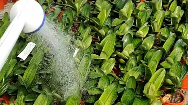 君子兰可以用茶水浇吗