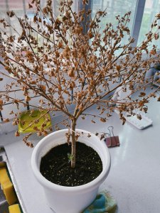 木槿能浇硫酸亚铁吗 木槿可以用来浇铁硫酸吗？