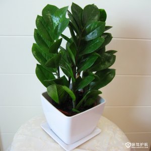 摇钱树可以浇白糖水吗 摇钱树能否浇白糖水？