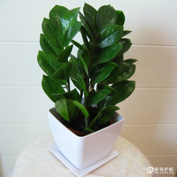 摇钱树可以浇白糖水吗