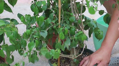 三角梅可以用茶水浇吗 三角梅适合用茶水浇吗？
