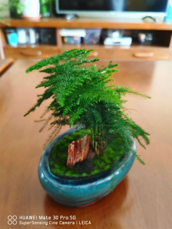 云竹可以浇白糖水吗
