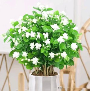 可乐可以浇茉莉吗 可乐可以浇花吗？