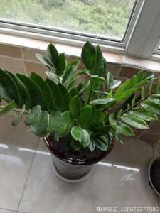 鸭掌树能浇硫酸亚铁吗 鸭掌树对硫酸亚铁具有滋养作用吗？