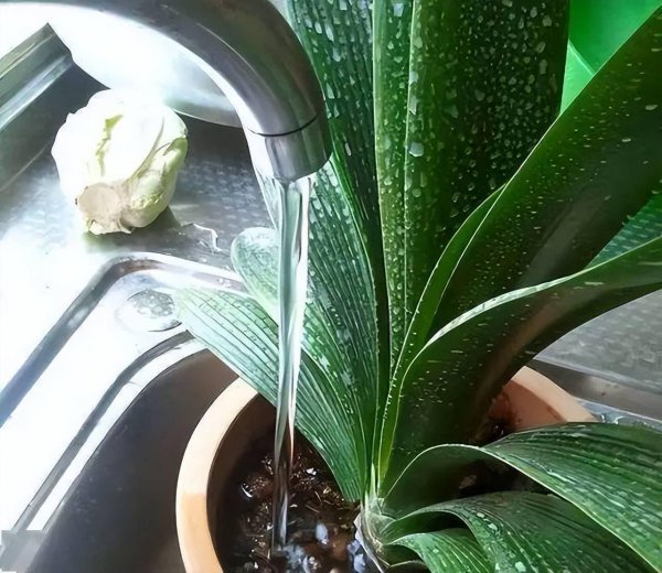 植物可以用茶水浇吗