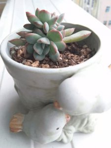白醋可以浇多肉植物吗 多肉植物适合使用白醋浇水吗？