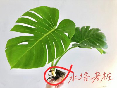龟背竹能浇硫酸亚铁吗 龟背竹能处理硫酸亚铁吗？
