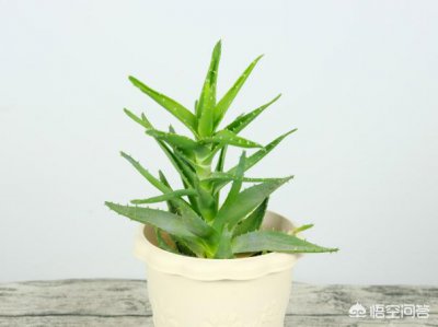 食用油能浇花吗 食用油可否用来浇花？