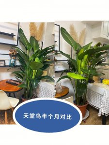 鹤望兰能浇硫酸亚铁吗 鹤望兰是否适合浇注硫酸亚铁？