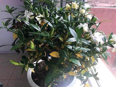 菊花能浇硫酸亚铁吗 菊花可以浇注硫酸亚铁吗？