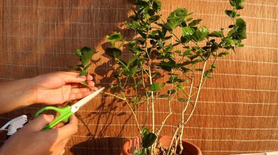 茉莉花能浇硫酸亚铁吗 茉莉花是否适合作为硫酸亚铁的灌溉水？