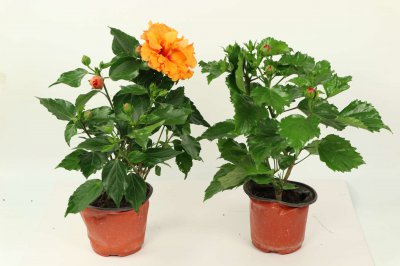 扶?；芙搅蛩嵫翘?扶?；捎糜诟翘蛩崛芤航剿?？