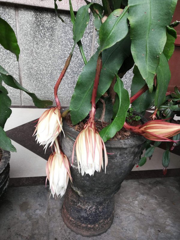 昙花能浇硫酸亚铁吗
