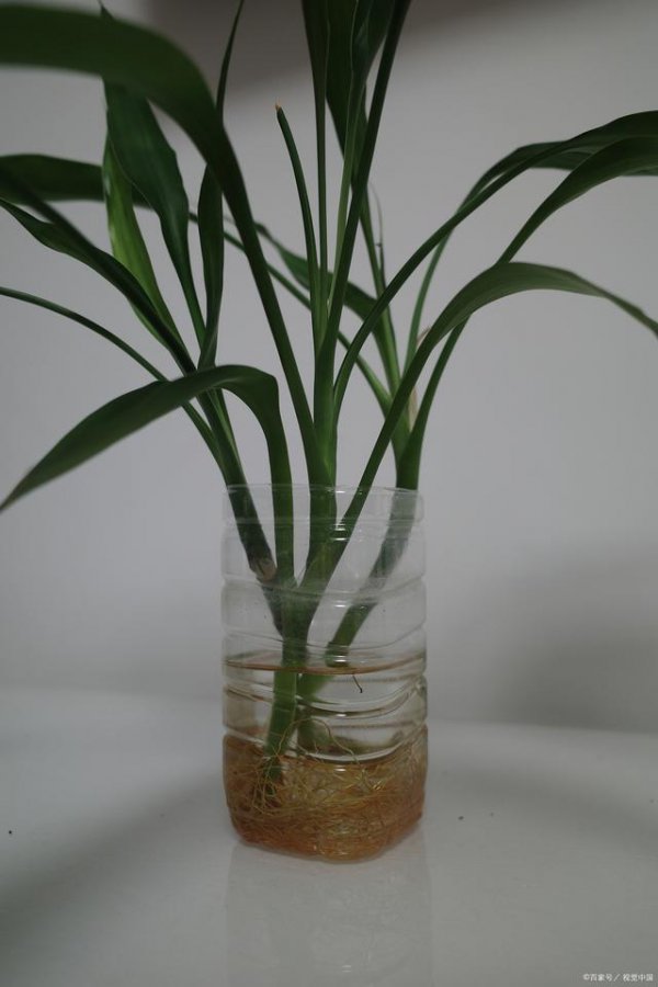 吊兰可以用茶水浇吗