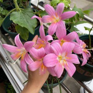 风雨兰能浇硫酸亚铁吗 风雨兰适合施用硫酸亚铁吗？