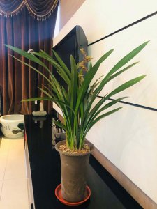 墨兰可以用茶水浇吗 墨兰能不能用茶水浇灌？