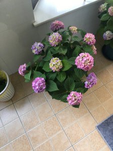 绣球花可以用茶水浇吗 绣球花可否用茶水浇灌？