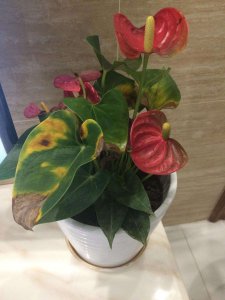 红掌可以用茶水浇吗 红掌能用茶水浇吗？