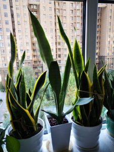 虎皮兰可以用茶水浇吗 虎皮兰是否适合用茶水浇？