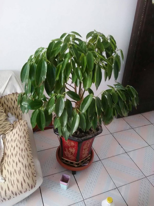 平安树可以浇白糖水吗