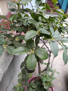 桂花树可以用茶水浇吗 桂花树可用来浇水吗？