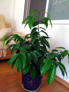 平安树可以用茶水浇吗 平安树可不可以用茶水浇灌？