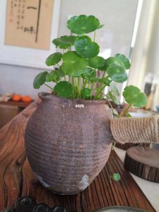 铜钱草可以用茶水浇吗 铜钱草可否用茶水浇灌？
