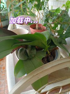 蝴蝶兰可以用茶水浇吗 蝴蝶兰适合用茶水浇吗？
