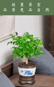 幸福树可以用茶水浇吗 可以用茶水浇幸福树吗？