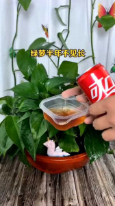 可乐可以浇绿植吗 可乐能用来浇花吗？