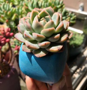 多肉可以浇白糖水吗 多肉植物可以用白糖水浇吗？
