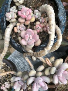 花多多2号可以浇多肉吗 花多多2号适合多肉植物吗？