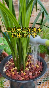 茶叶水可以浇兰花吗 可以用茶水浇兰花吗？