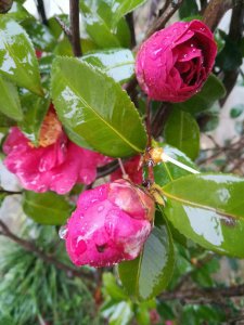 雨水可以浇茶花吗 雨水可不可以浇灌茶花？