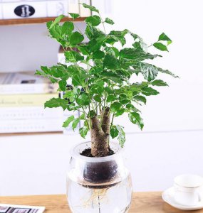 茶叶水可以浇幸福树吗 用茶叶水浇水对幸福树有好处吗？