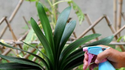 磷酸二氢钾可以浇君子兰吗 君子兰适合使用磷酸二氢钾吗？