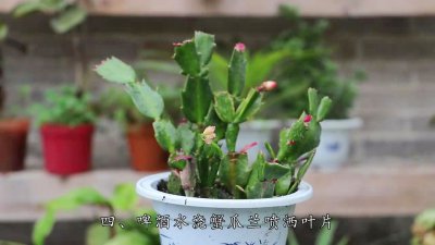 白酒可以浇蟹爪兰吗 白酒适合给蟹爪兰浇水吗？