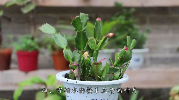 白酒可以浇蟹爪兰吗