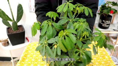 磷酸二氢钾可以浇鸭脚木吗 磷酸二氢钾适合用于浇灌鸭脚木吗？
