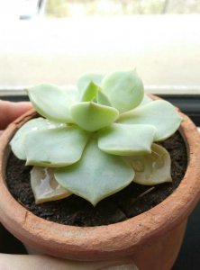 阿莫西林可以浇多肉吗 多肉植物适合喷洒阿莫西林吗？