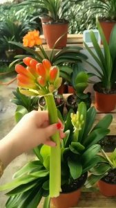 焯肉水可以浇君子兰吗 焯肉水适合用来浇君子兰吗？