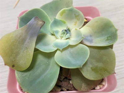 烟灰水可以浇多肉吗 烟灰水适合多肉植物浇水吗？