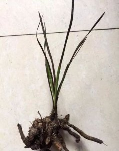 多菌灵可以浇五针松吗 多菌灵对五针松有效吗？
