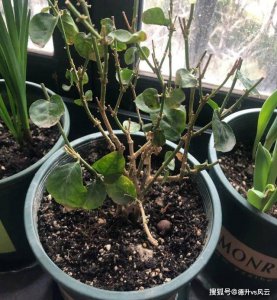 多菌灵可以浇茉莉花吗 多菌灵适用于茉莉花吗？