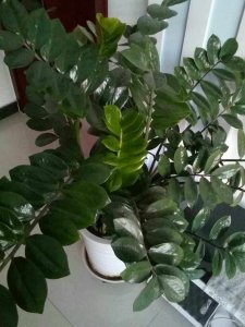 白酒可以浇金钱树吗 白酒有可能让钱树开花吗？